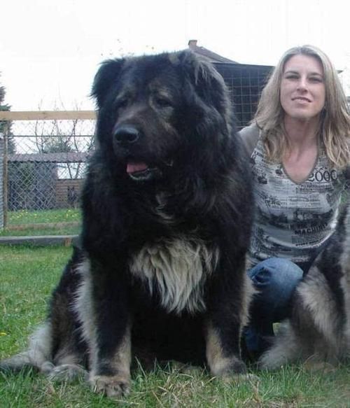 什么狗能咬死藏獒(高加索犬真的比藏獒强吗)