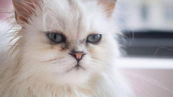 什么猫容易有泪痕( 哪些猫最容易有泪痕)