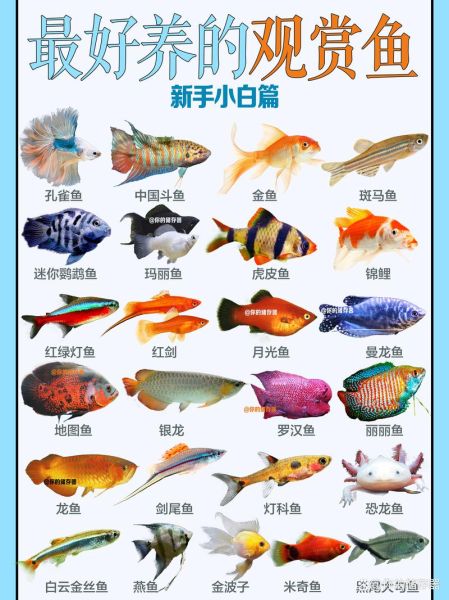 什么鱼好养(新手养鱼有哪些推荐)