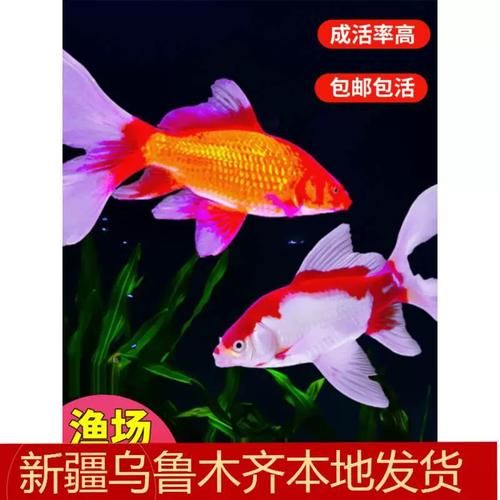 什么鱼最好养(哪种鱼比较好养)