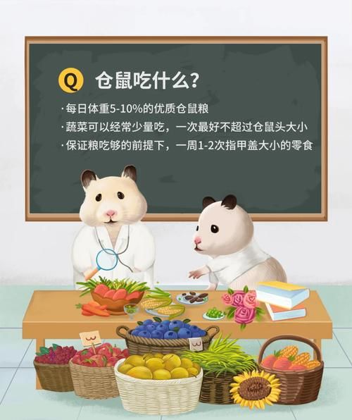 仓鼠吃什么(哪些蔬菜不能吃)