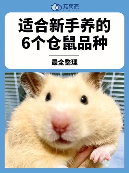 仓鼠品种(哪种最适合陪伴你)
