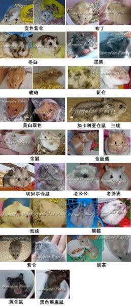 仓鼠品种(哪种最适合陪伴你)