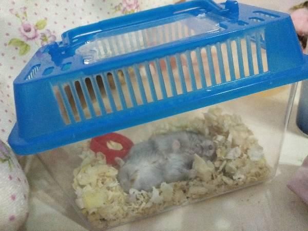 仓鼠快死的七种表现(是不是很严重)