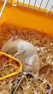 仓鼠快死的七种表现(是不是很严重)