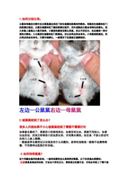 仓鼠怎么养(哪些食物不能喂)