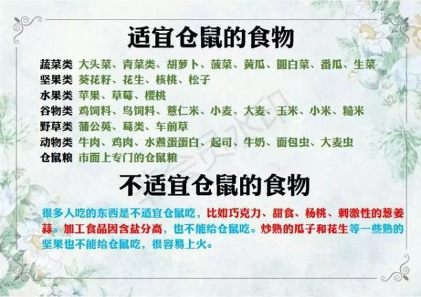 仓鼠怎么养(哪些食物不能喂)