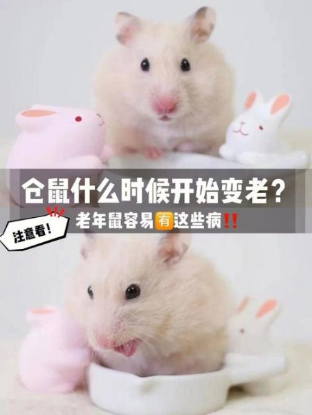 仓鼠的寿命(如何延长它的寿命)