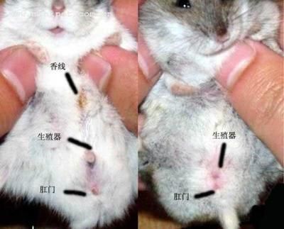 仓鼠的寿命有多长( 怎样才能让它活得更久)