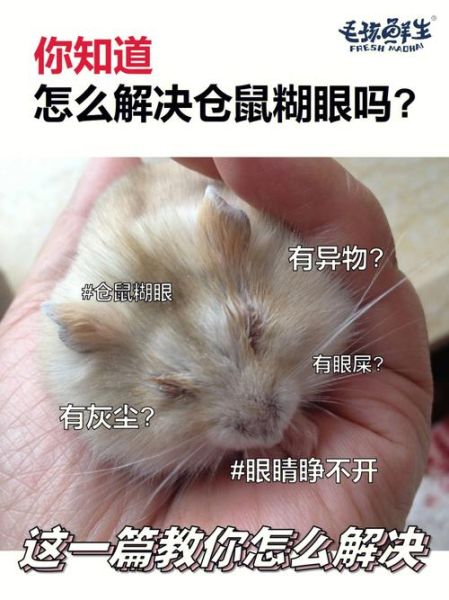 仓鼠眼睛爆了怎么办( 送医院还是自己处理)