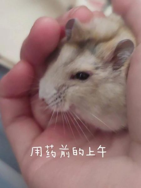 仓鼠眼睛爆了怎么办( 送医院还是自己处理)