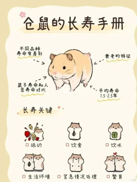 仓鼠饲养八大禁忌( 仓鼠喝水有什么讲究)