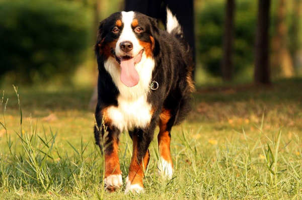 伯恩山犬(它可能是你最理想的伴侣犬)