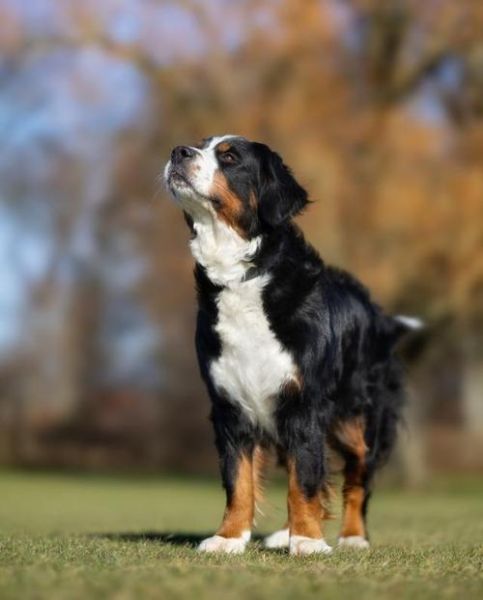 伯恩山犬(它可能是你最理想的伴侣犬)