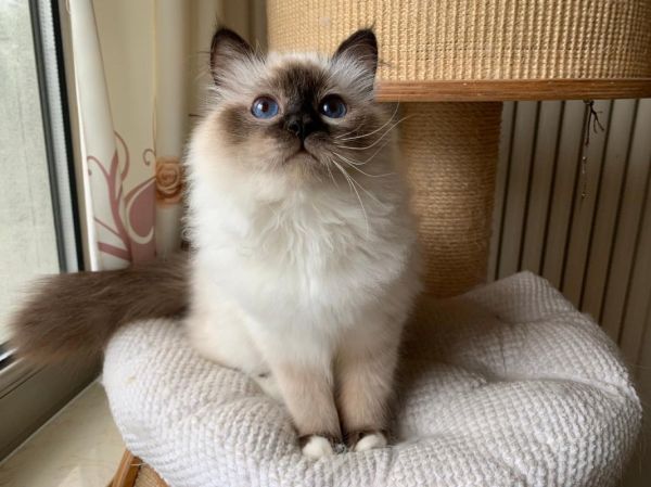 伯曼猫(伯曼猫靠谱吗)