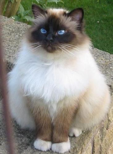 伯曼猫(伯曼猫靠谱吗)