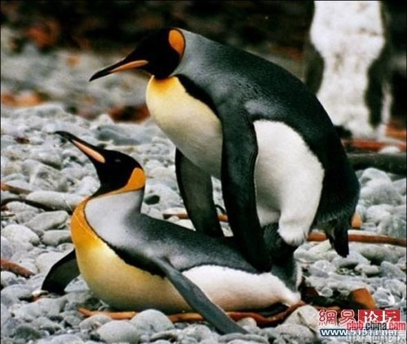伴侣动物(它会成为你生活中不可或缺的一部分吗)