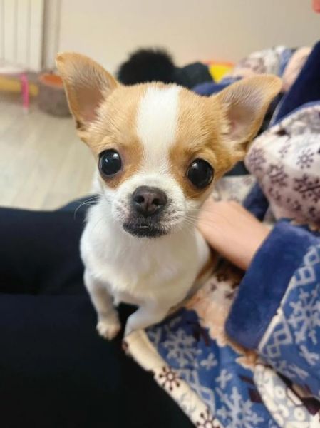 伴侣犬(还是爱撒娇的吉娃娃好)