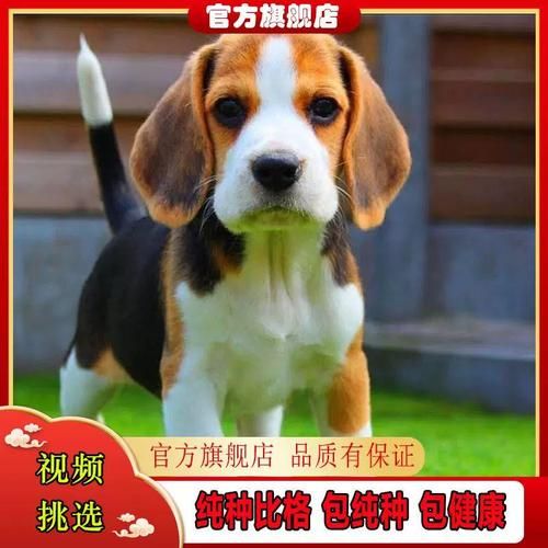 便宜宠物狗(有哪些狗狗便宜又好养)