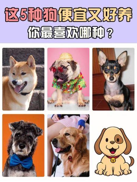 便宜宠物狗(有哪些狗狗便宜又好养)