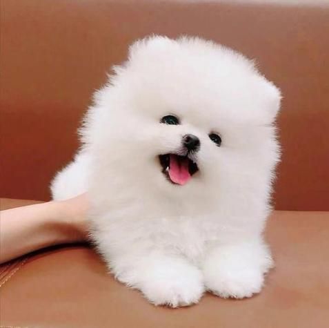 便宜的宠物狗(既可爱又省心)