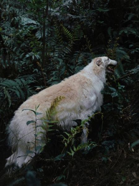 俄罗斯狼犬(它们能适应现代生活吗)