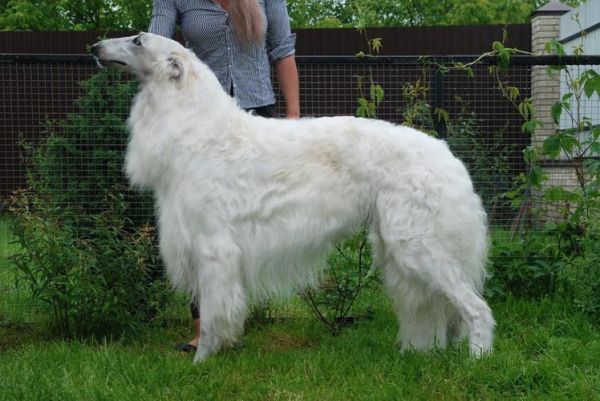 俄罗斯猎狼犬(它真的适合当宠物吗)