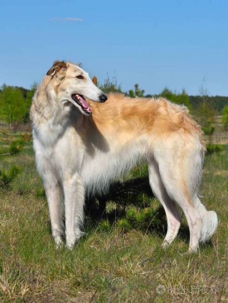 俄罗斯猎狼犬(它真的适合当宠物吗)