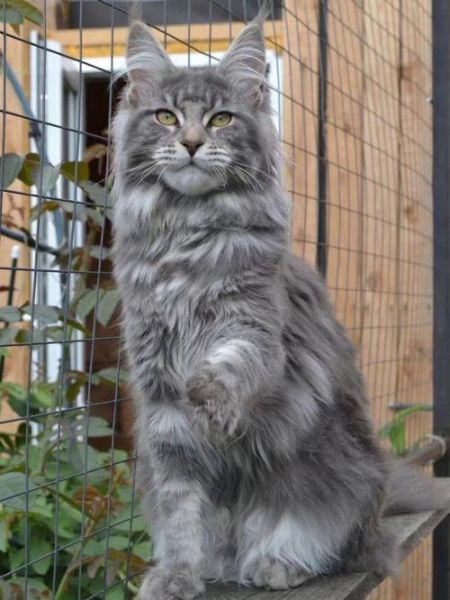 俄罗斯猫的品种有哪些(有哪些独特的俄罗斯猫品种)