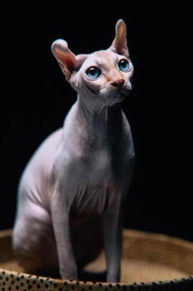 俄罗斯猫的品种有哪些(有哪些独特的俄罗斯猫品种)