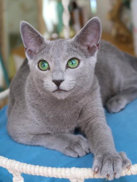 俄罗斯蓝猫(它们能学会什么技能)