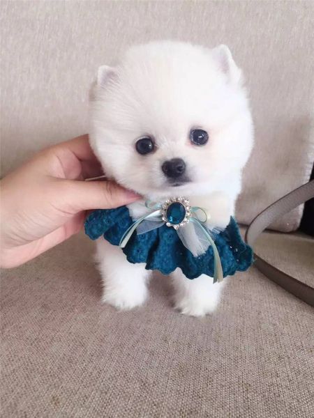俊介( 它为什么那么受欢迎)
