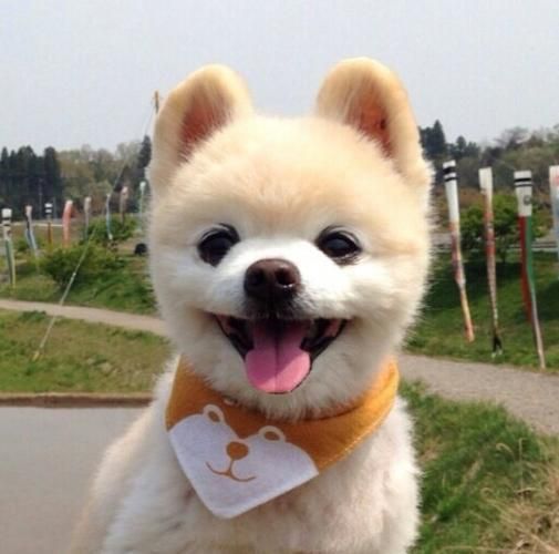 俊介君是什么品种(它为什么这么喜欢打扮俊介君)