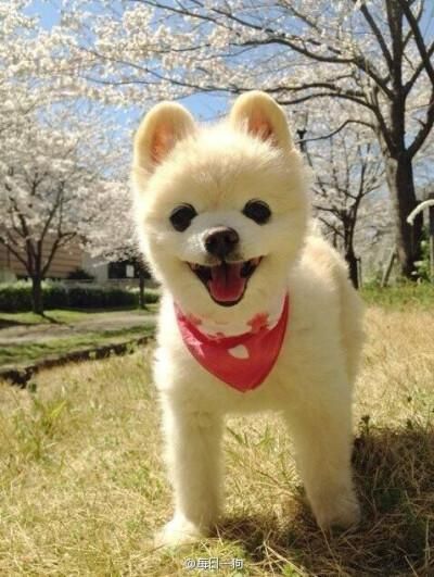 俊介君是什么品种(它为什么这么喜欢打扮俊介君)