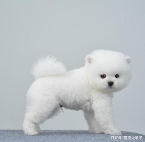 俊介图片( 它的魅力到底在哪)