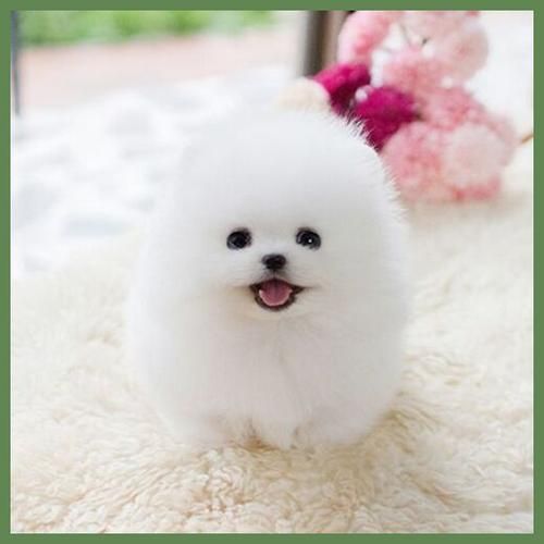 俊介多少钱(养它一年要花多少钱)