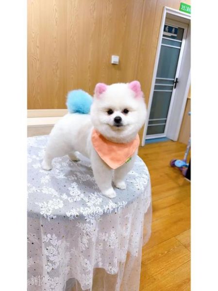 俊介多少钱一只(一只俊介犬多少钱才算合理)