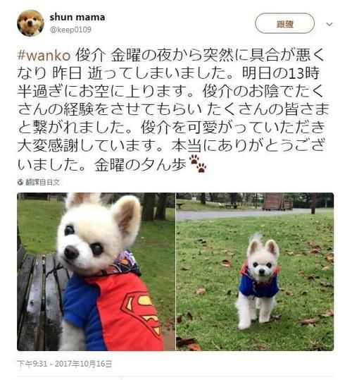 俊介多少钱一只(一只俊介犬多少钱才算合理)