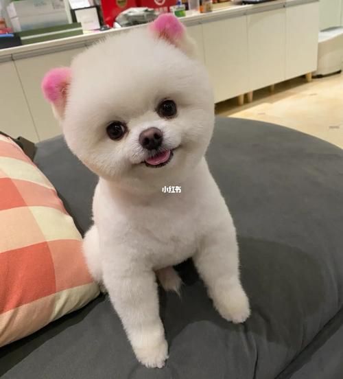 俊介是什么品种( 俊介和普通博美一样吗)