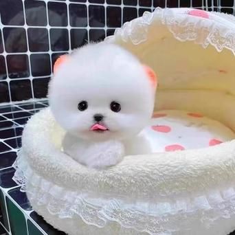 俊介狗狗多少钱(养它一年要花多少钱)