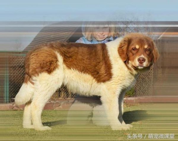 保加利亚牧羊犬( 它能代表什么)