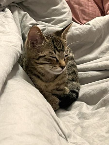 兄妹猫(是闹腾还是撒娇)