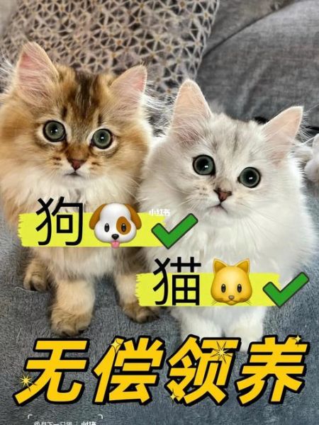 免费领养宠物( 宠物店免费领养的猫猫狗狗靠谱吗)