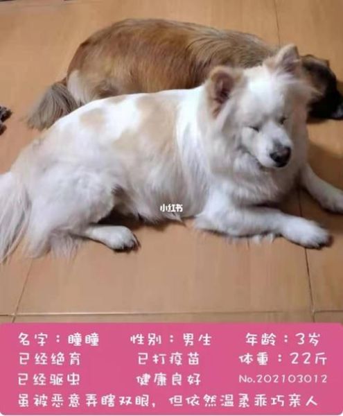 免费领养狗狗(你真的了解它吗)