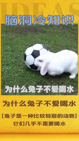兔子可以喝水吗(那兔子到底该怎么喝水)