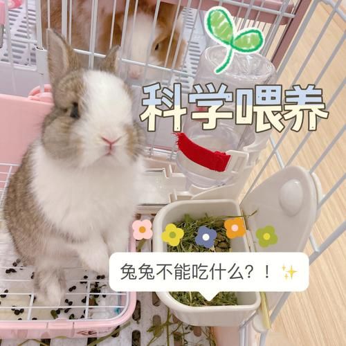 兔子吃什么( 哪些食物兔子不能吃)