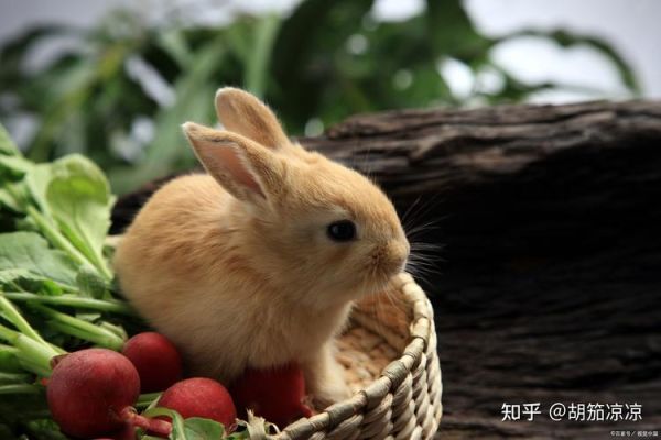 兔子吃萝卜(谣言还是真相)