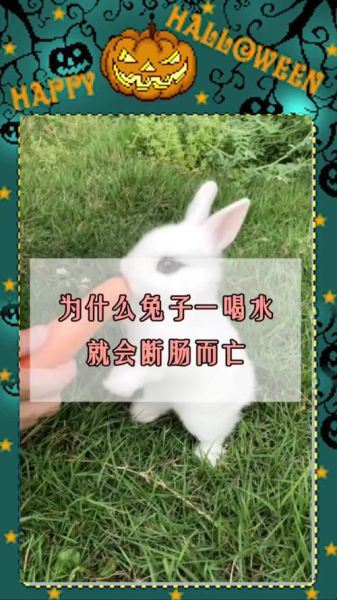 兔子喝水会死吗(给兔子喝水要注意什么)