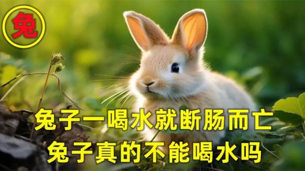 兔子喝水会死吗(给兔子喝水要注意什么)