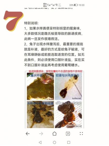 兔子拉稀怎么办(赶紧看看是不是吃坏了肚子)